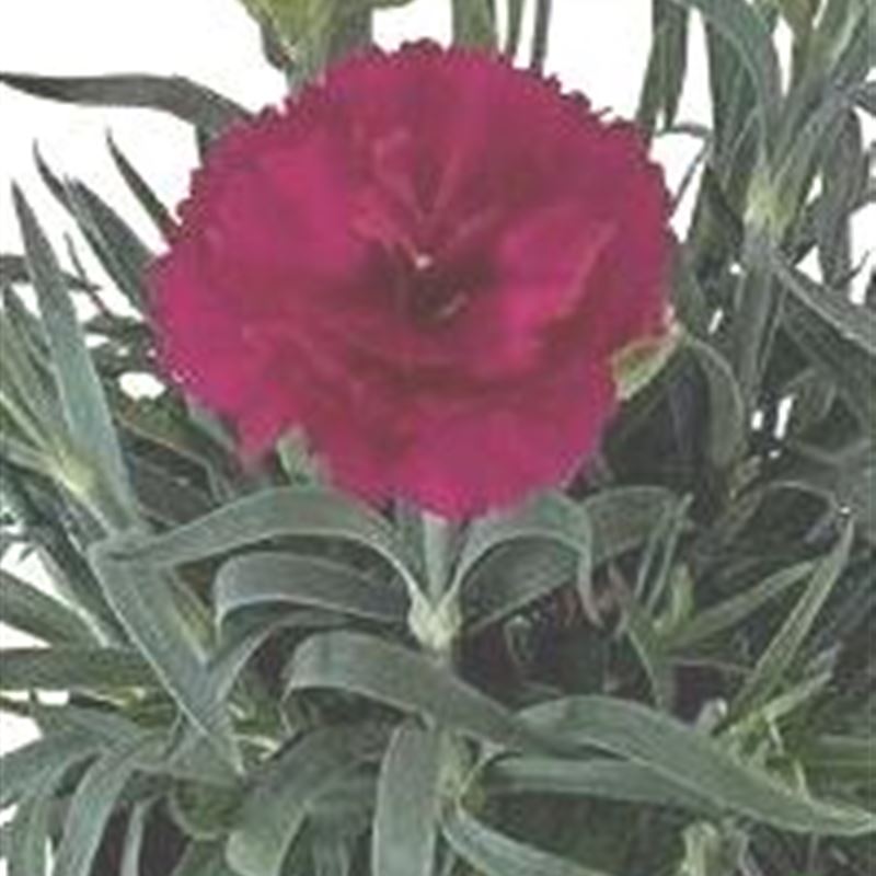 Capriccio Violet® 